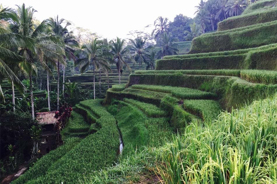 Bali All Inclusive Entrance Ticket Ubud Rice Terraces, Temples & Volcano Group Day Tour - Photo 6
