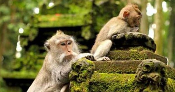 Bali All Inclusive Entrance Ticket Ubud Rice Terraces, Temples & Volcano Group Day Tour - Photo 1