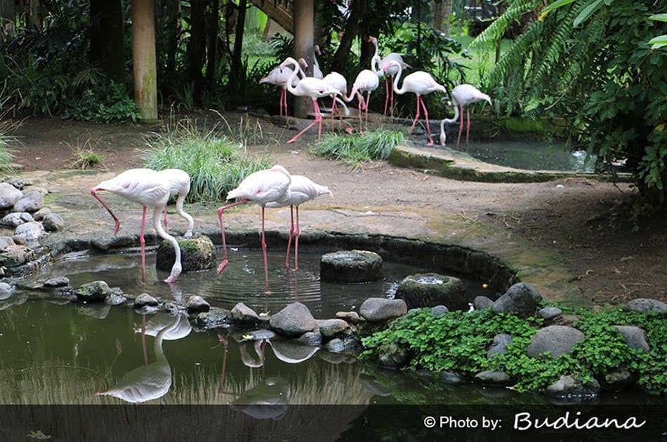 Bali Animals Lover Day Tours - Photo 11
