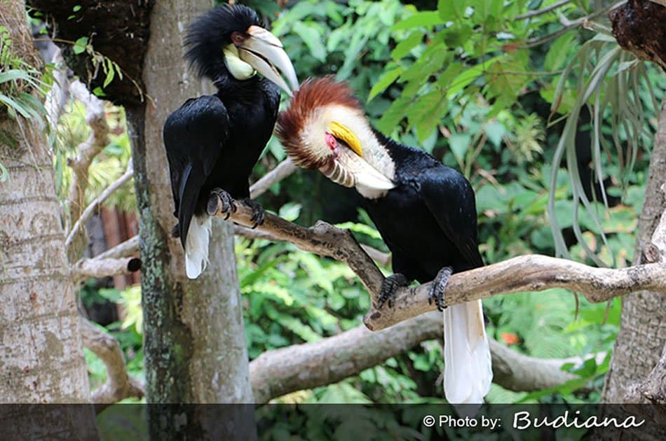 Bali Animals Lover Day Tours - Photo 12