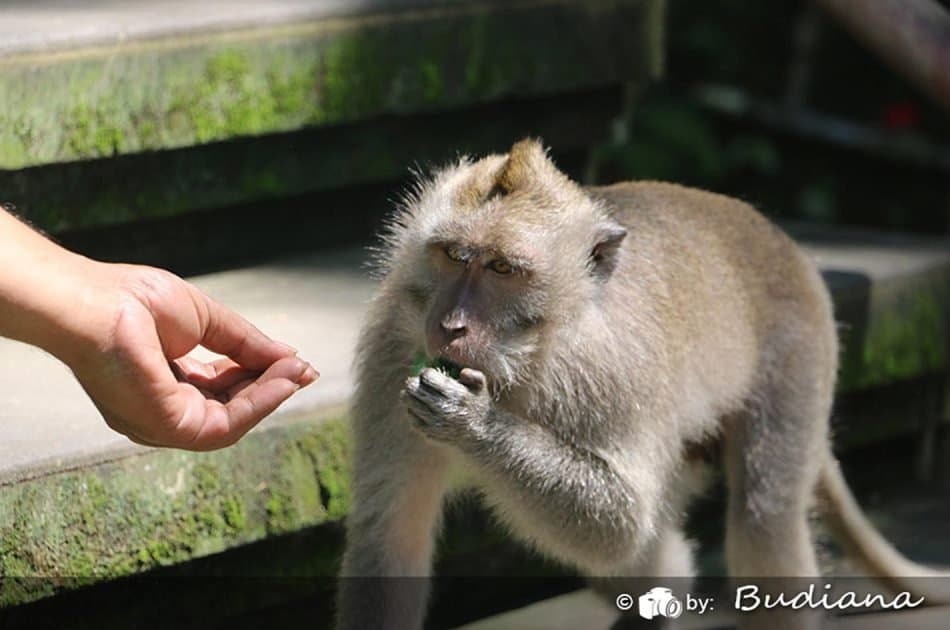 Bali Animals Lover Day Tours - Photo 20