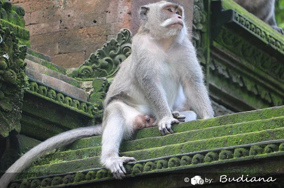 Bali Animals Lover Day Tours - Photo 23