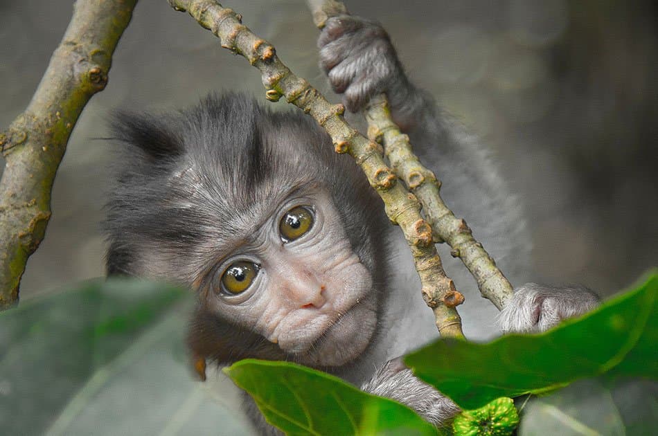 Bali Animals Lover Day Tours - Photo 16