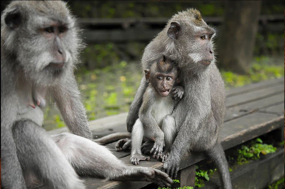 Bali Animals Lover Day Tours - Photo 17
