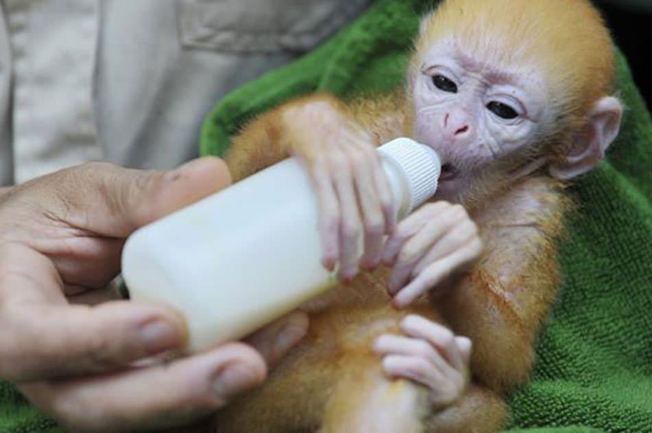 Bali Animals Lover Day Tours - Photo 5