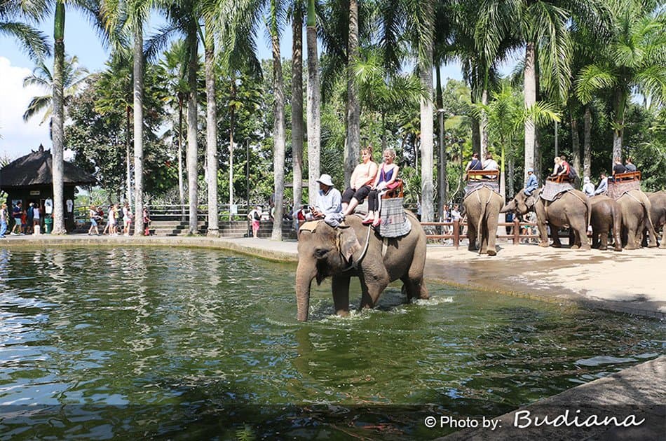 Bali Animals Lover Day Tours - Photo 35