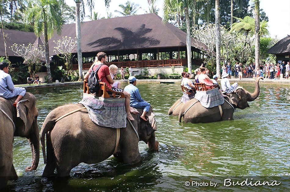 Bali Animals Lover Day Tours - Photo 38