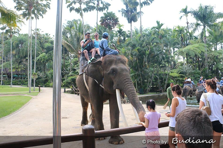Bali Animals Lover Day Tours - Photo 41