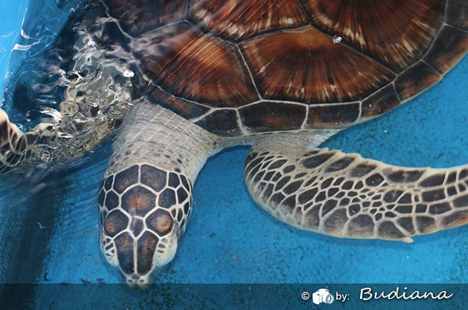 Bali Animals Lover Day Tours - Photo 63