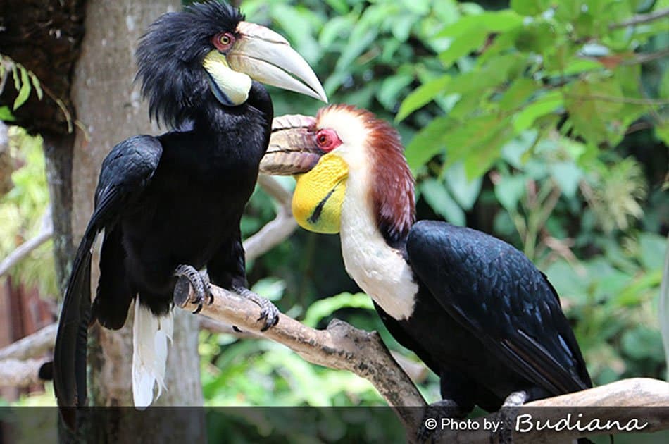 Bali Animals Lover Day Tours - Photo 44