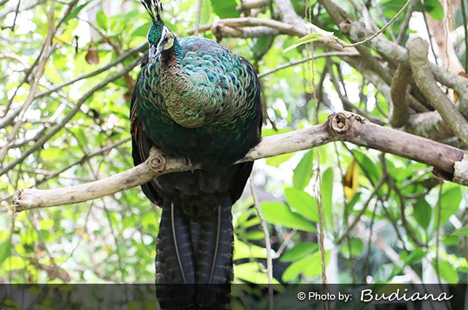 Bali Animals Lover Day Tours - Photo 46