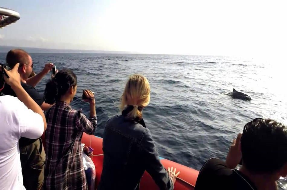 Bali Dolphin Watching Cruise, Culture & Ubud Private Tour - Photo 18