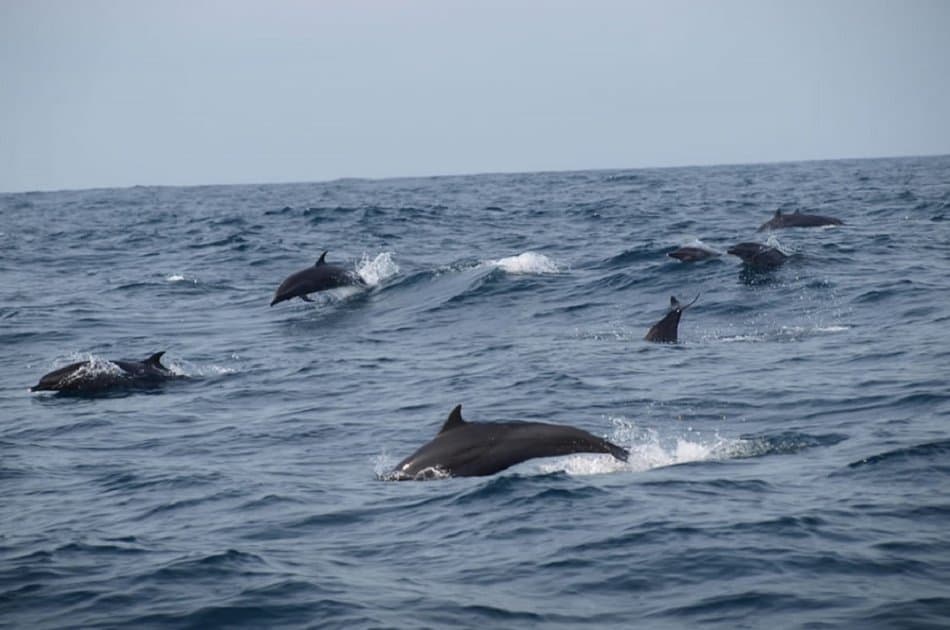 Bali Dolphin Watching Cruise, Culture & Ubud Private Tour - Photo 16