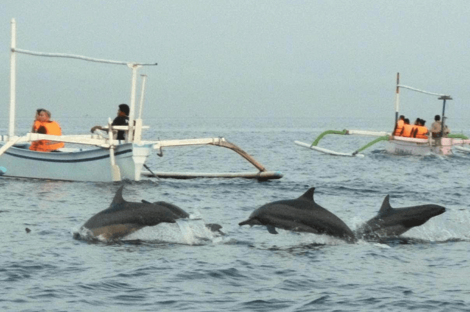Bali Lovina Dolphin Tour - Photo 5