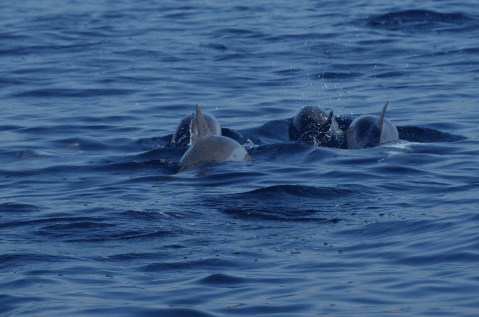 Bali Lovina Dolphin Tour - Photo 3