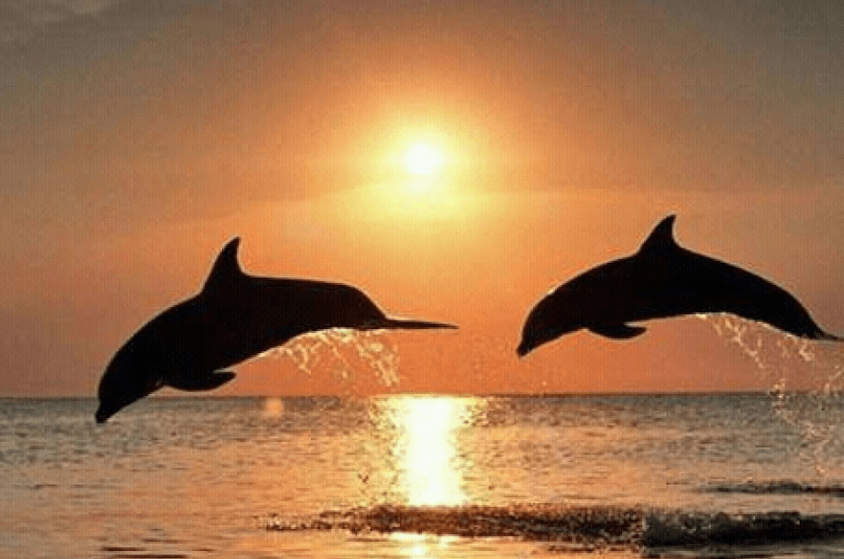 Bali Lovina Dolphin Tour - Photo 2