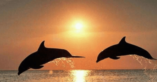 Bali Lovina Dolphin Tour - Photo 1