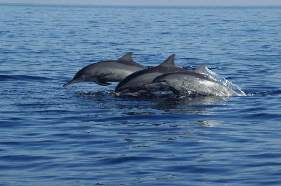 Bali Lovina Dolphin Tour - Photo 9
