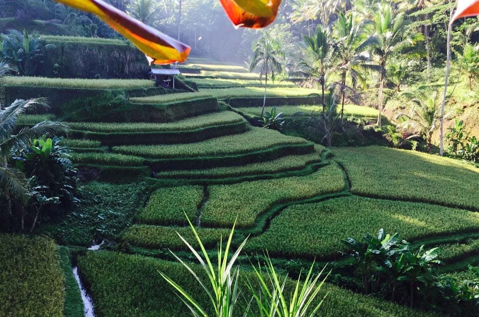 Bali Private Customized Full - Day Tour - Photo 2