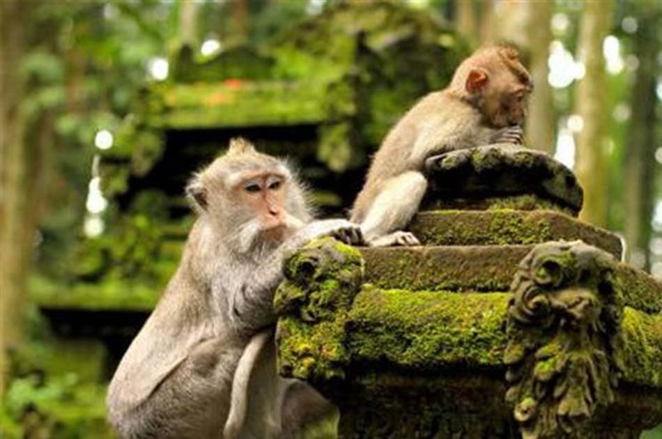 Bali Private Customized Full - Day Tour - Photo 8