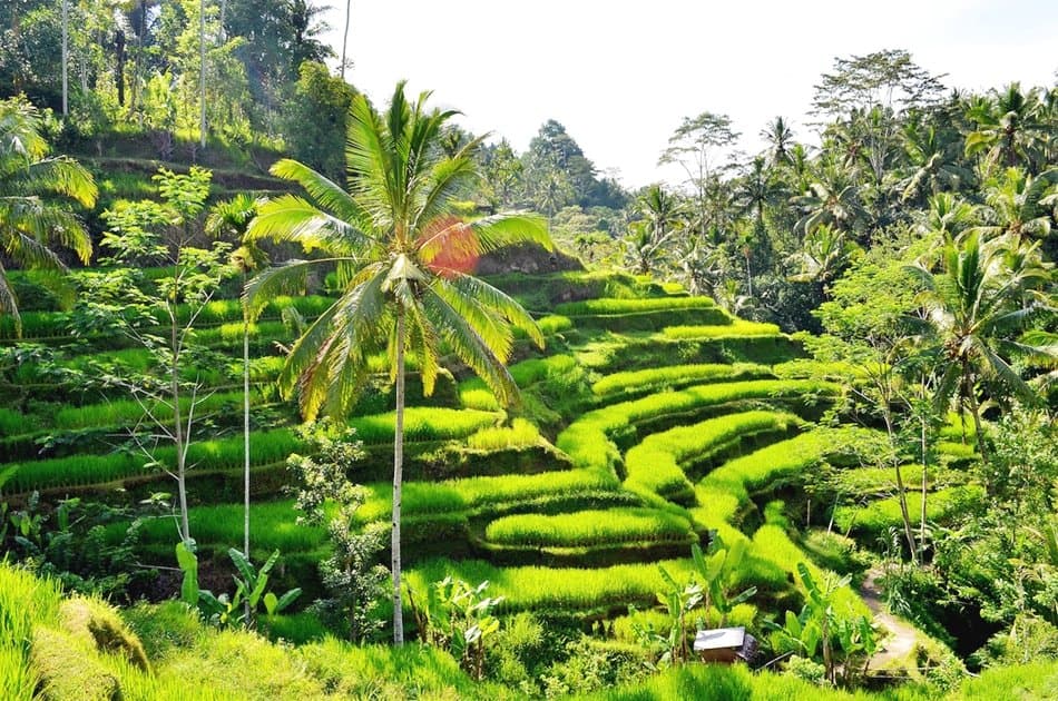 Bali's Mount Batur, Barong Dance, & Penglipuran Village Tour - Photo 13