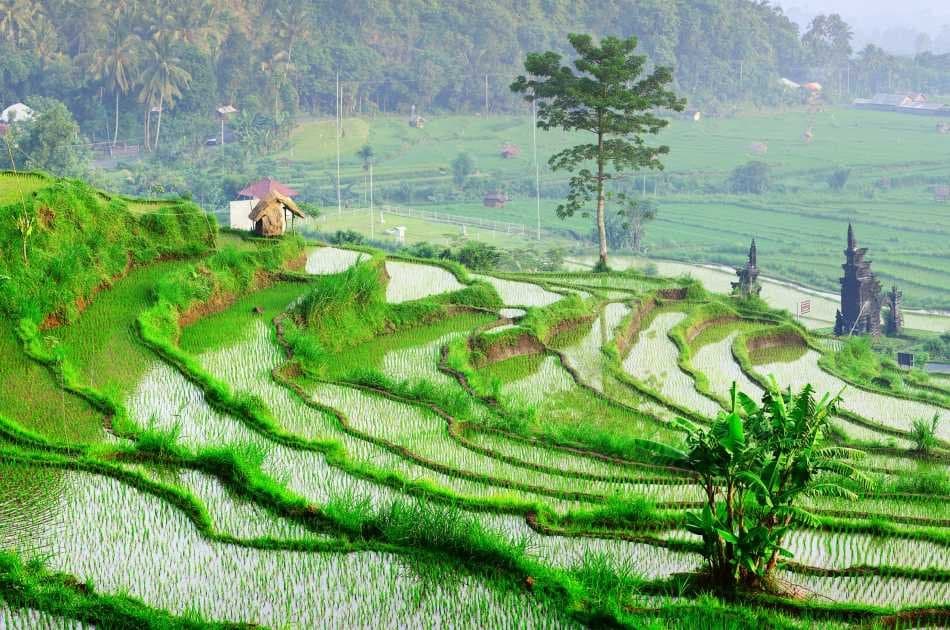 Best of Ubud Private Full-Day Tour: Waterfall, Rice Terraces, Art Villages - Photo 9