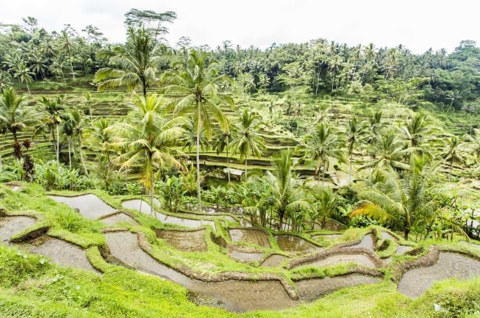 Best of Ubud Private Full-Day Tour: Waterfall, Rice Terraces, Art Villages - Photo 10