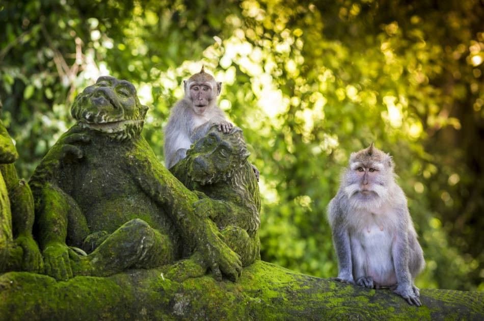 Best of Ubud with Tanah Lot Sunset Private Tour - Photo 7