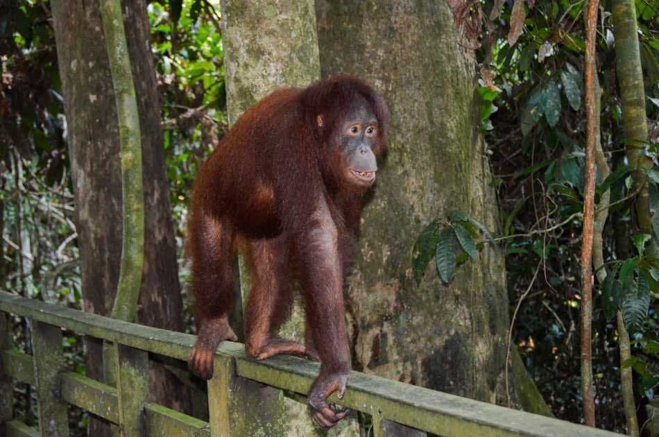 Breakfast With Orangutans - Photo 5