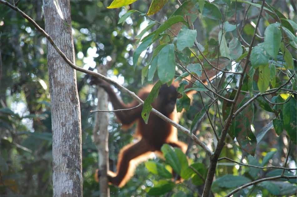 Breakfast With Orangutans - Photo 6
