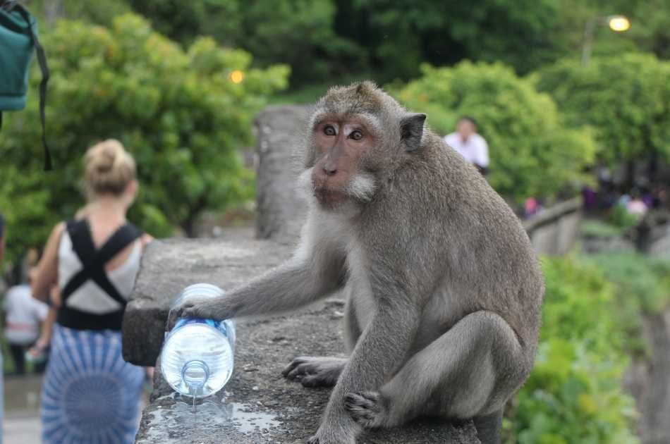Classic Bali Half Day Tour - Photo 4
