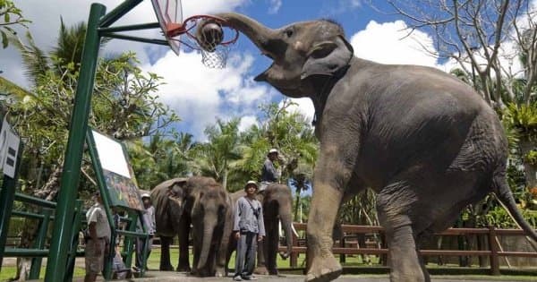 Enjoy a Thrilling Bali Elephant Ride Tour - Photo 1