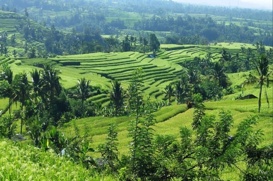 Exciting Ebike Cycling Tour, Jatiluwih Bali - Photo 22