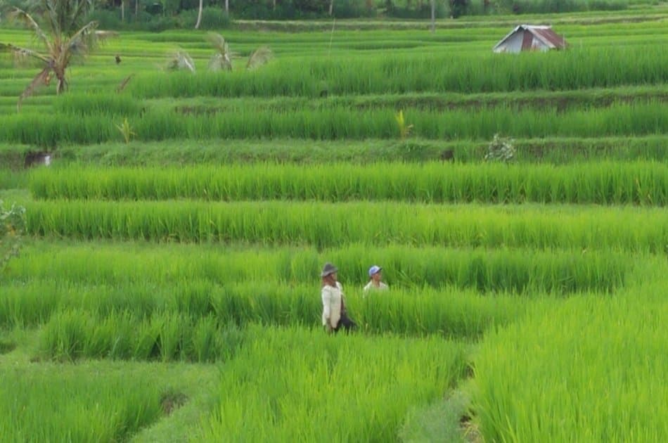 Exciting Ebike Cycling Tour, Jatiluwih Bali - Photo 25