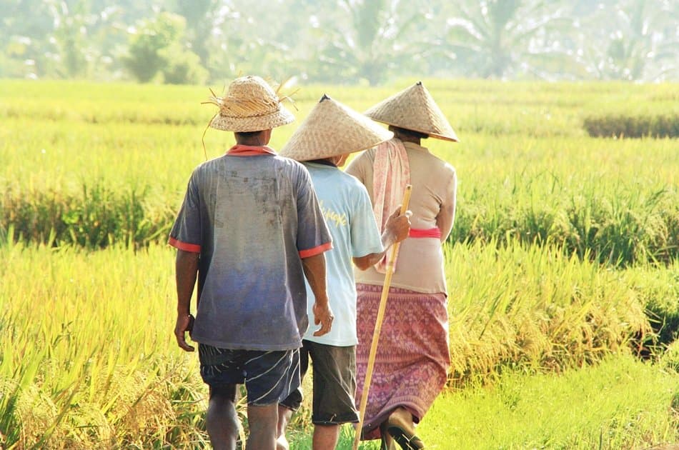 Experience Balinese Daily Life (with visit to Jatiluwih) - Photo 5