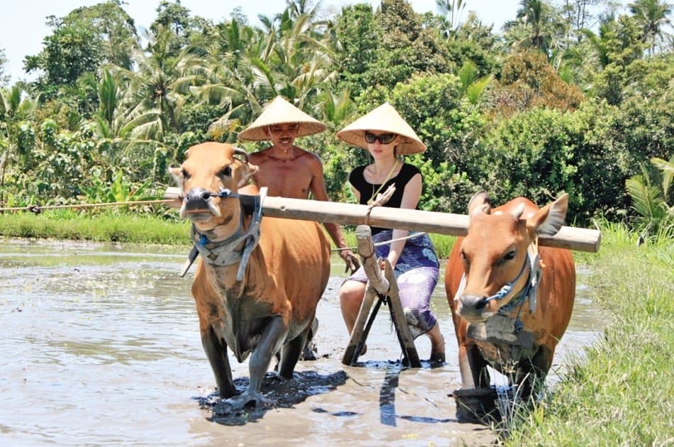 Experience Balinese Daily Life (with visit to Jatiluwih) - Photo 9