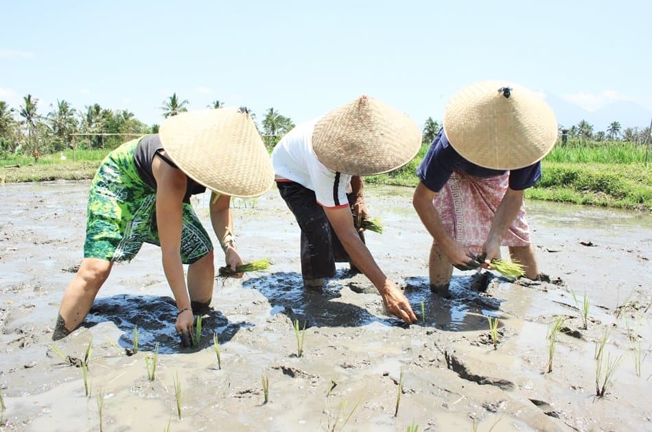 Experience Balinese Daily Life (with visit to Jatiluwih) - Photo 11