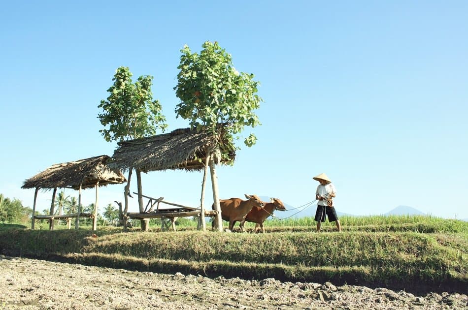 Experience Balinese Daily Life (with visit to Jatiluwih) - Photo 12