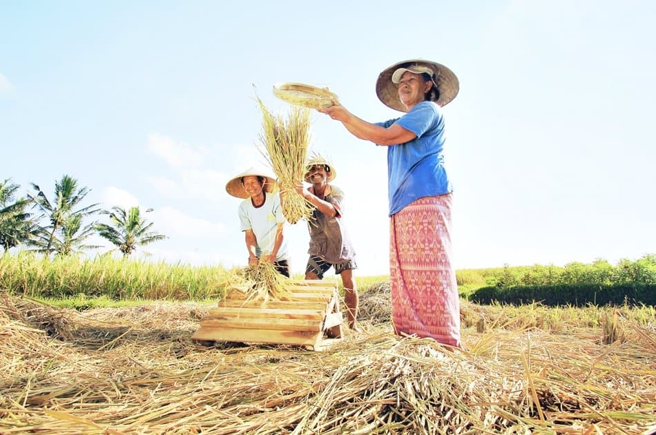 Experience Balinese Daily Life (with visit to Jatiluwih) - Photo 3