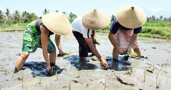 Experience Balinese Daily Life (with visit to Jatiluwih) - Photo 1