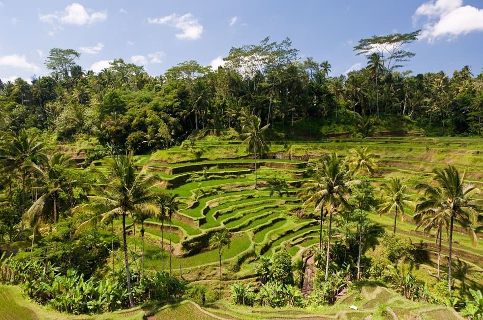 Experience Beautiful Ubud in Bali on a Private Full Day Tour with Driver - Photo 5