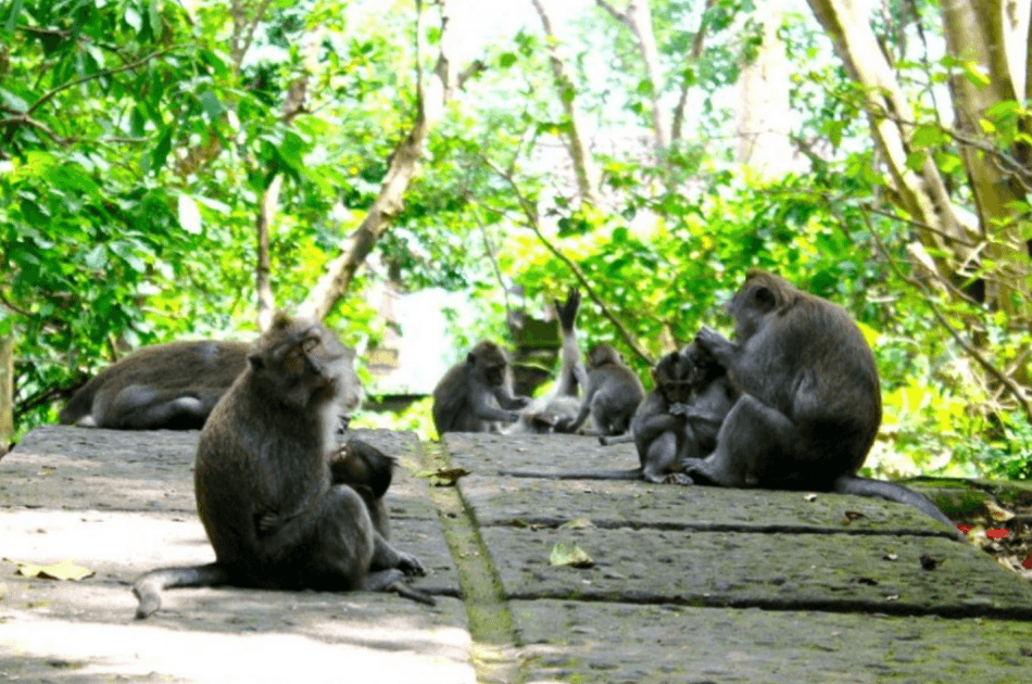 Full Day Private Tour Kintamani - Ubud - Tegenungan (Buffet Lunch in Kintamani) - Photo 13