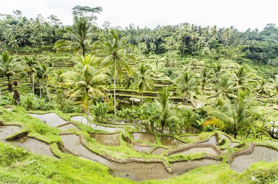 Full Day Wonder's of Bali Tour - Photo 6