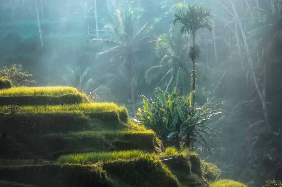 Full Day Wonder's of Bali Tour - Photo 5