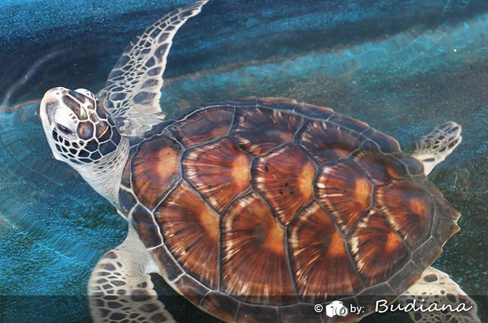 Half Day 3 in 1 - Coral Underwater Walks & Turtle Island Tour - Photo 17