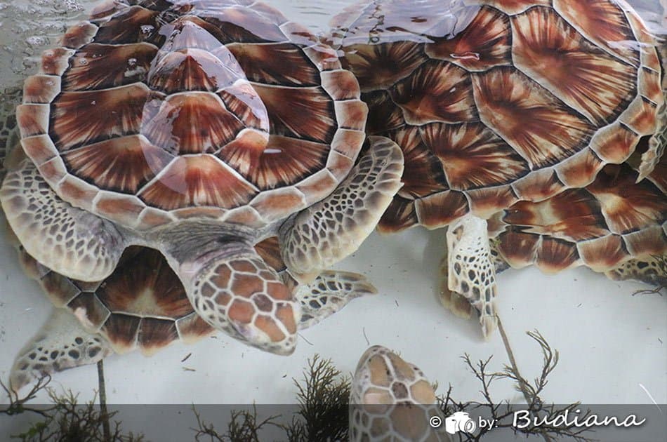 Half Day 3 in 1 - Coral Underwater Walks & Turtle Island Tour - Photo 18