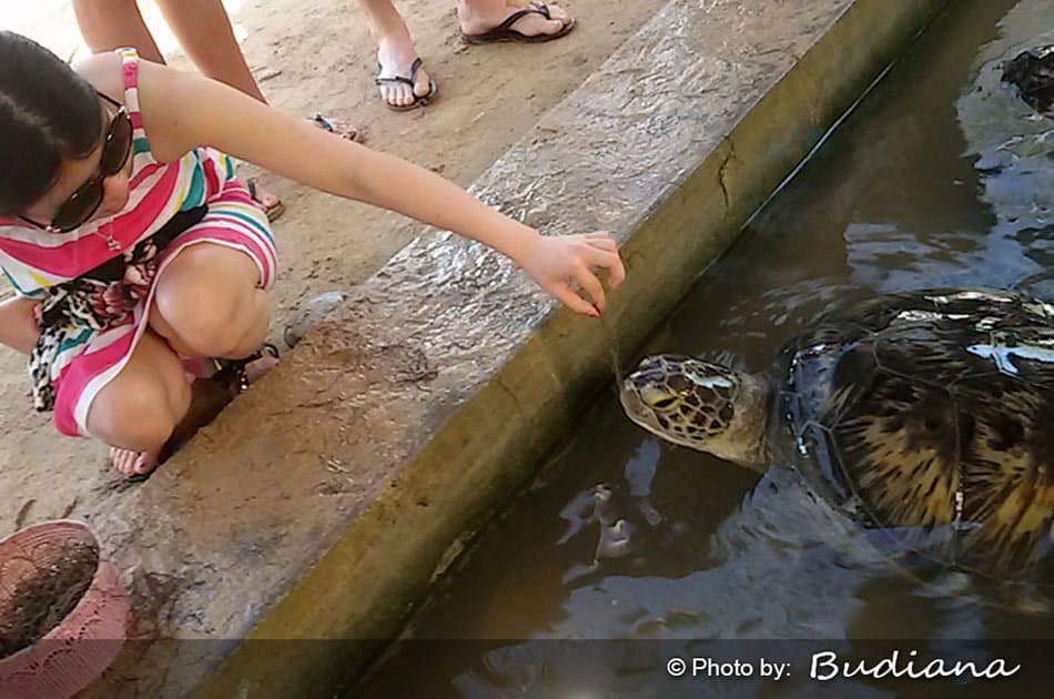 Half Day 3 in 1 - Coral Underwater Walks & Turtle Island Tour - Photo 19