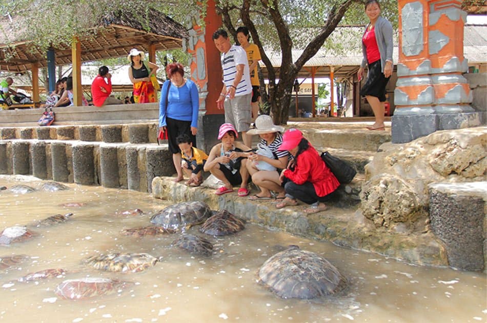 Half Day 3 in 1 - Parasailing, Turtle Conservation Island and Glass Bottomed Boat Nusa Dua Tour - Photo 12