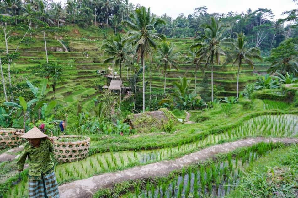 Half Day Fascinating Ubud and Tampak Siring Private Tour - Photo 3