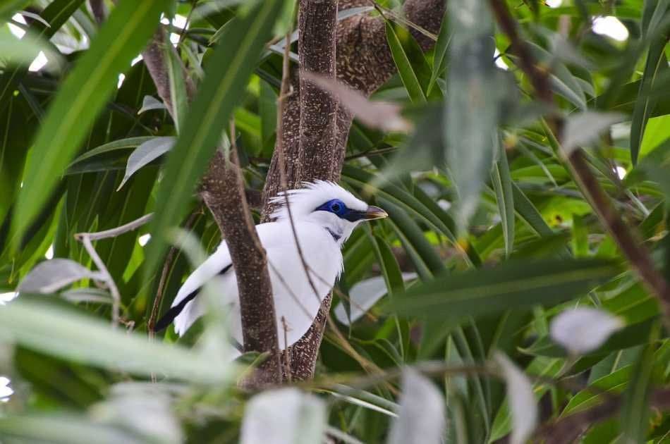 Half Day Jungle Hopper Experience in Bali - Photo 3